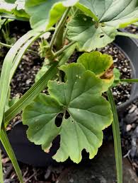 Attēlu rezultāti vaicājumam “Geranium bohemicum bud”