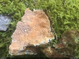 Attēlu rezultāti vaicājumam “Udea olivalis”