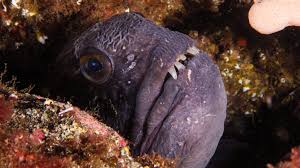 Image result for Banbury Sub Aqua Club