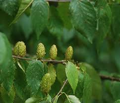 Attēlu rezultāti vaicājumam “Betula alleghaniensis leaf”