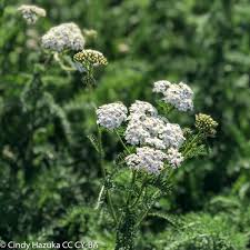 Attēlu rezultāti vaicājumam “Achillea millefolium”