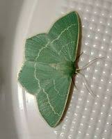 Attēlu rezultāti vaicājumam “Chlorissa viridata”