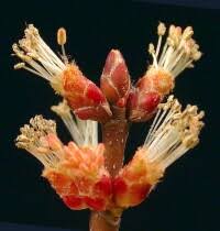 Attēlu rezultāti vaicājumam “Acer saccharinum flower”