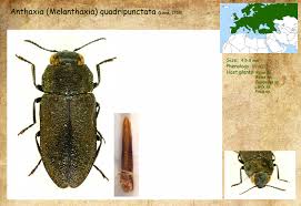 Attēlu rezultāti vaicājumam “Anthaxia quadripunctata”