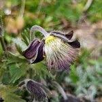 Attēlu rezultāti vaicājumam “Pulsatilla pratensis fruit”
