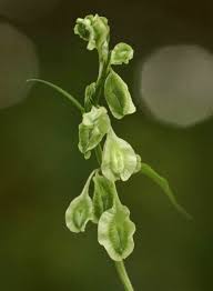 Attēlu rezultāti vaicājumam “Fallopia convolvulus”