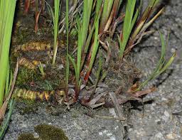Attēlu rezultāti vaicājumam “Acoraceae”