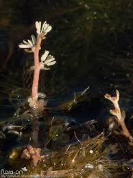 Attēlu rezultāti vaicājumam “Myriophyllum alterniflorum”