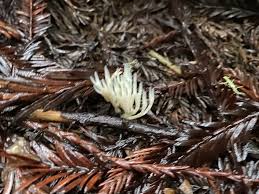 Attēlu rezultāti vaicājumam “Tremellodendropsis tuberosa”