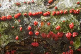 Attēlu rezultāti vaicājumam “Neonectria coccinea”