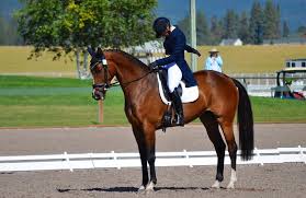 Image result for Fisher Equestrian