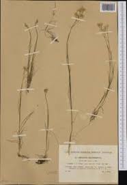 Attēlu rezultāti vaicājumam “Arenaria procera”