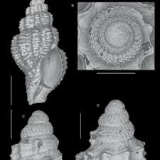 Attēlu rezultāti vaicājumam “Sciuro-hypnum curtum”