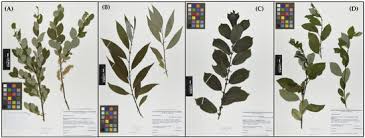 Attēlu rezultāti vaicājumam “Salix myrsinifolia”