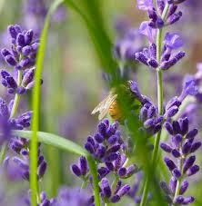 Attēlu rezultāti vaicājumam “Lavandula angustifolia”
