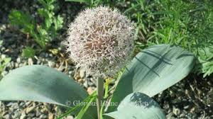 Attēlu rezultāti vaicājumam “Allium holandicum bud”