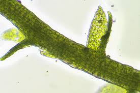 Attēlu rezultāti vaicājumam “Cephaloziella elachista”