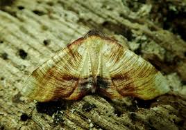 Attēlu rezultāti vaicājumam “Plagodis dolabraria”