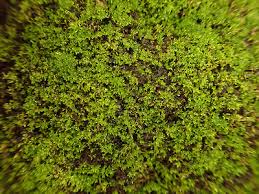 Attēlu rezultāti vaicājumam “Gymnostomum calcareum”