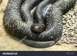 Attēlu rezultāti vaicājumam “Serpentes”