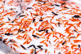 Image result for 出目金