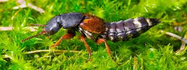 Billedresultat for rovbille