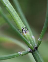 Attēlu rezultāti vaicājumam “Equisetum palustre”