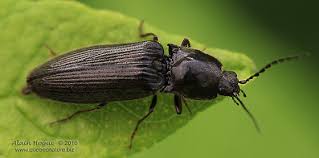 Attēlu rezultāti vaicājumam “Hemicrepidius sp.”