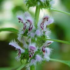 Attēlu rezultāti vaicājumam “Leonurus cardiaca leaf”