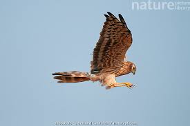 Attēlu rezultāti vaicājumam “Circus pygargus adult”