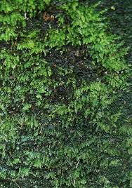 Attēlu rezultāti vaicājumam “Eurhynchium hians”