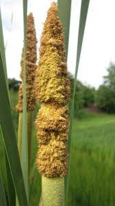 Attēlu rezultāti vaicājumam “Typha latifolia”