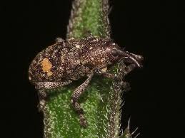 Attēlu rezultāti vaicājumam “Pissodes piniphilus”