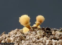 Attēlu rezultāti vaicājumam “Hemitrichia calyculata spores”