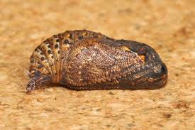Attēlu rezultāti vaicājumam “Melitaea cinxia underside”