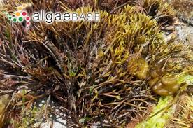 Attēlu rezultāti vaicājumam “Furcellaria lumbricalis”