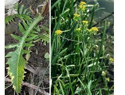 Attēlu rezultāti vaicājumam “Rorippa amphibia fruit”