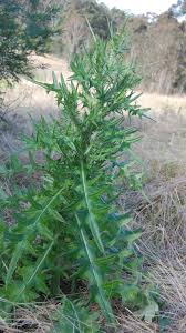Attēlu rezultāti vaicājumam “Cirsium arvense fruit”