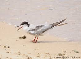 Attēlu rezultāti vaicājumam “Sterna hirundo”