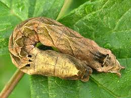 Attēlu rezultāti vaicājumam “Thyatira batis larva”