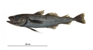 Image result for Arctogadus glacialis