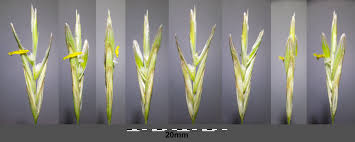 Attēlu rezultāti vaicājumam “Bromopsis inermis fruit”