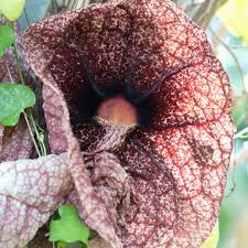 Attēlu rezultāti vaicājumam “Aristolochia durior flower”