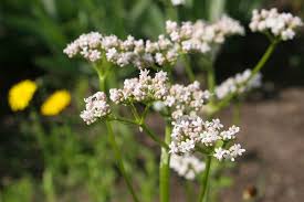 Image result for Valeriana officinalis