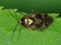 Attēlu rezultāti vaicājumam “Orthops basalis”