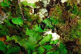 Attēlu rezultāti vaicājumam “Sanionia uncinata  sporophyte”