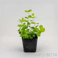 Attēlu rezultāti vaicājumam “Lysimachia nummularia”