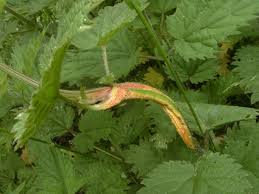 Attēlu rezultāti vaicājumam “Puccinia urticata”