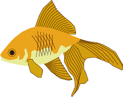 Attēlu rezultāti vaicājumam “Carassius auratus”