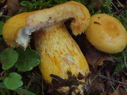 Attēlu rezultāti vaicājumam “Lactarius repraesentaneus”